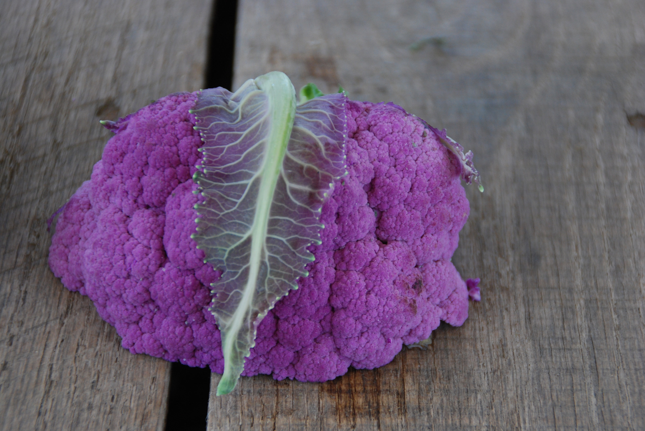 Photo of purple cauliflower. By Suzie's Farm on Flickr Creative Commons.