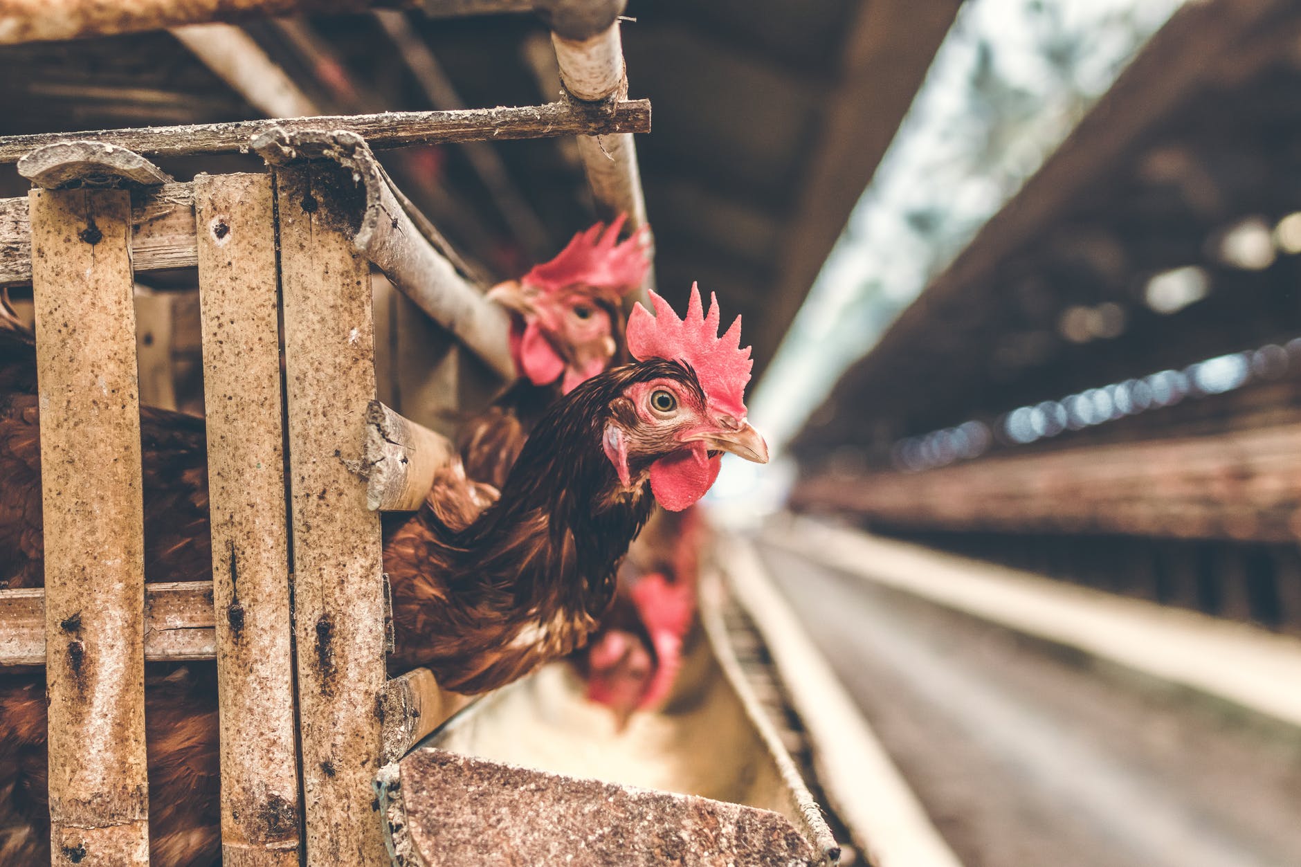 selective focus photography of rooster in cage