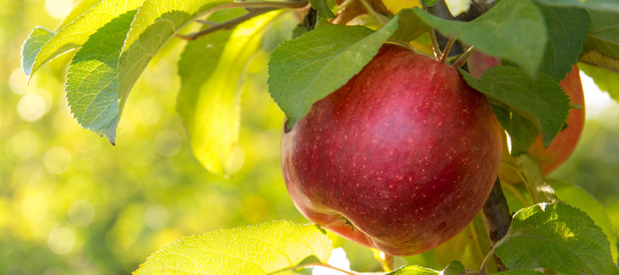 Large red apple on a tree against a sunny backdrop